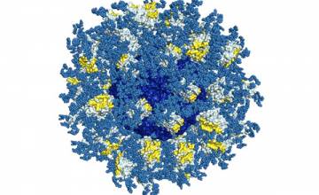 TSRI and IAVI Scientists Harness Antibody on the Path to an AIDS Vaccine