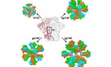 TSRI Scientists Stabilize HIV Structure, Design Potential AIDS Vaccine Candidates