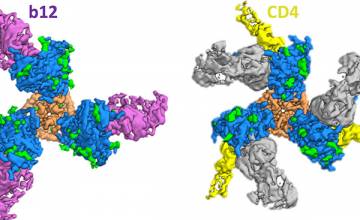 Scientists Capture First High Resolution Image of Key HIV Protein Transitional State