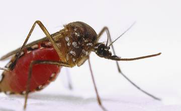 A Structural Clue to Attacking Malaria’s ‘Achilles Heel’