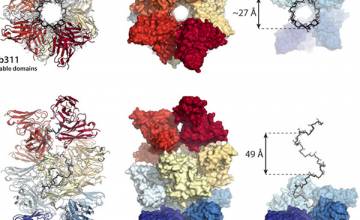 Scientists capture images of antibodies working together against malaria