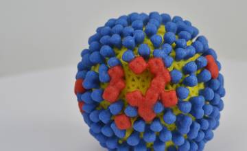Potential new approach to prevent influenza virus infections all season long