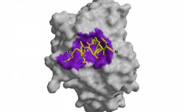 Scientists Describe Antibody that Neutralizes Most HIV Strains