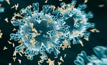 Scientists reveal structural details of how SARS-CoV-2 variants escape immune response