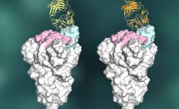 Key element of strong antibody response to COVID-19 offer inspiration for vaccine design