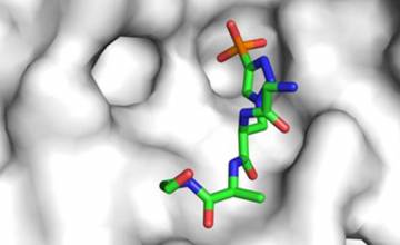Important research antibodies get their close-up