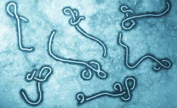 New ebolavirus vaccine design seeks to drive stronger antibody defense