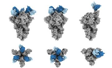 Scripps Research scientists explain what makes COVID-19 antibody “J08” so potent