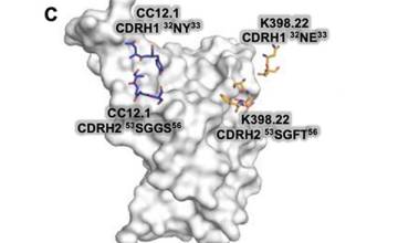 Scripps Research scientists discover antibodies that induce broad immunity against SARS viruses, including emerging variants