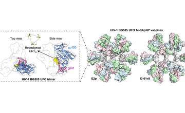 Trim the sugar: New HIV vaccine design improves immune response