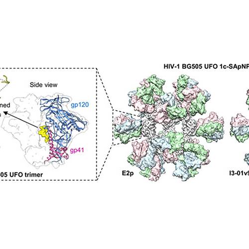 Trim the sugar: New HIV vaccine design improves immune response