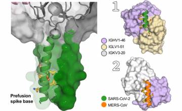 Scientists find human antibodies that can block multiple coronaviruses including SARS-CoV-2