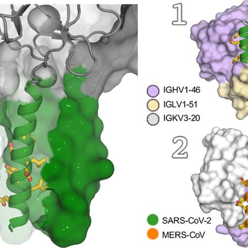 Scientists find human antibodies that can block multiple coronaviruses including SARS-CoV-2