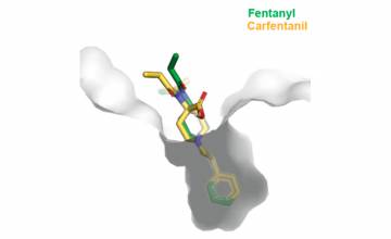 Human antibody that targets carfentanil, fentanyl and related opioids reverses overdose effects in preclinical study