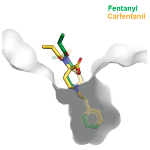 Human antibody that targets carfentanil, fentanyl and related opioids reverses overdose effects in preclinical study