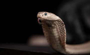 Snaking toward a universal antivenom