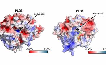 New enzyme models reveal key disease insights