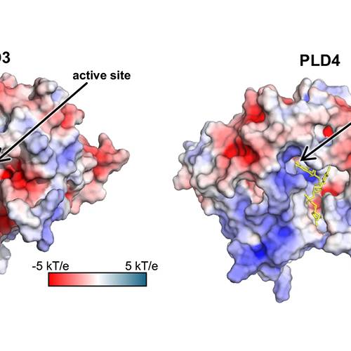 New enzyme models reveal key disease insights