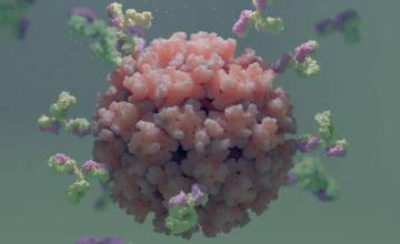 Scripps Research scientists receive up to $12M to create universal vaccine for alphaviruses