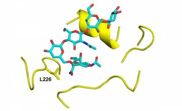 Mutation that could facilitate H5N1 “bird flu” virus infection and potential transmission in humans